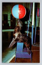 Rapid City SD-South Dakota, Marine Life, Seal With A Ball, Vintage Postcard picture