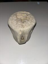 AUTHENTIC SPERM WHALE VERTEBRAE FOSSIL 9.5 INCHES BY 2.5 INCHES. FIRE ISLAND NY picture