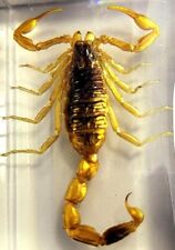44mm Golden Scorpion in Clear Lucite Resin Science Education Collection Specimen picture