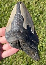 Fossil Megalodon Sharks Tooth MASSIVE 5.45” Meg Meglodon Miocene picture