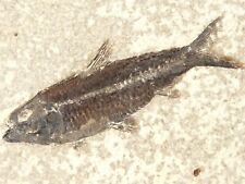 SCALES On This 50 Million Year Old Knightia FISH Fossil w/ Stand Wyoming 660gr picture