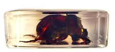 44mm Real Dung Beetle in Crystal Clear Lucite Resin Science Education Specimen picture