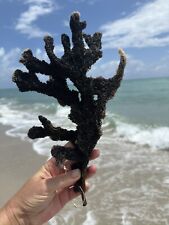 Black  Branch of natural Coral 13”, Ocean Reef Nautical Aquarium Decor Specimen picture