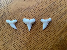 3 Excellent Hammerhead shark teeth - Modern day - 3/4" -   picture