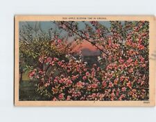 Postcard Apple Blossom Time in Virginia USA North America picture
