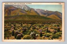 Desert Cactus, Snow Clad Mountains In California, Antique, Vintage Postcard picture