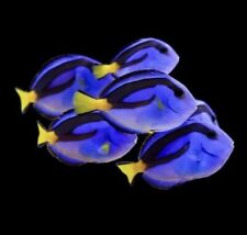 2 BLUE Hippo Tangs  - (Saltwater Aquarium Fish) picture
