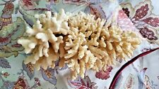 Dry Sea Ocean Reef Coral White Real Natural Piece picture