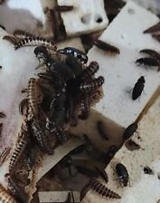 750 Count Mixed Life Dermestid Beetles Starter Colony -mite. Free picture