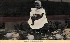 VINTAGE POSTCARD YOUNG GIRL WITH OSTRICH CHICKS AND EGGS LOS ANGELES SLOGAN 1913 picture