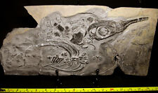 Authentic marine reptile fossil Ichthyosaurus Ichthyosaur,Triassic 220 MYO, RARE picture
