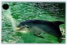 c1959 Playful Porpoise Dolphin Performing Miami Florida Keys Vintage Postcard picture