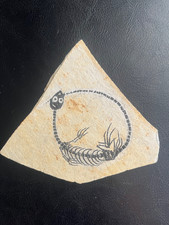 AMPHIBIAN-NOTHOSAURIA-Jurassic diving dragon -dragon dinosaur fossil-2 picture
