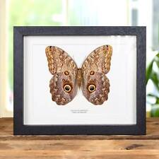 Giant Owl Taxidermy Butterfly Frame (Caligo telamonius) picture