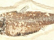 SCALES On This 50 Million Year Old Knightia FISH Fossil W/ Stand Wyoming 1581gr picture