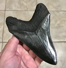 XXXL RECORD SIZED  & VERY RARE LOWER -GEORGIA RIVER- MEGALODON SHARKTOOTH FOSSIL picture