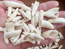 10PC Alligator Teeth for Making Gator Teeth Necklace, Real Alligator Teeth Craft picture