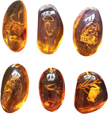 5Pcs Amber Fossil with Insects Samples Stones Crystal Specimens Home Decorations picture