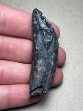2.44" Extinct Cetacean Marine Mammal Fossil Tooth Summerville, SC picture