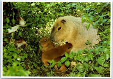 Postcard - Capybara Family picture