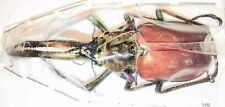 Lucanidae Chiasognathus granti 60mmm A1 from CHILE - DARWIN’S BEETLE - #1432 picture