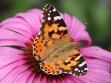 Grow Your Own Butterflies Live Caterpillars Kit- 10 Painted Lady Caterpillars  picture