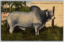 Florida FL - Emperor Jr. 10th, Brahman Bull - Vintage Postcard - Unposted picture