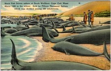 1948 S Wellfleet Barnstable Co Pilot Whales Stranding Postcard Wavy Cancel Dad picture