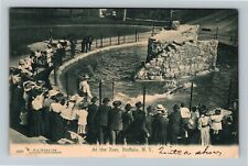 Buffalo NY-New York, Showtime At The Zoo, Pond, Visitors Vintage Postcard picture