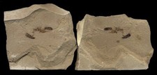 EXTINCTIONS- EXTREMELY COOL PAIR OF TWO FOSSIL SNOUT BEETLES- RARE SPLIT PAIR picture