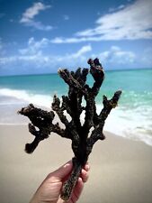 Black  Branch of natural Coral, Ocean Reef Nautical Aquarium Decor Specimen picture