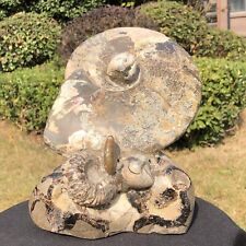 5650G TOP Natural Beautiful ammonite fossil conch Crystal specimen healing 243 picture