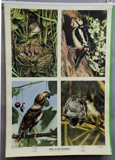Vintage Photo Poster Educational Chart Bird Life Whitethroat Hawfinch Cuckoo picture