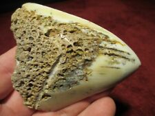 3-11/16 inc MEGALODON SHARK Tooth Fossil Teeth SOUTH PACIFIC OCEAN NEW CALEDONIA picture