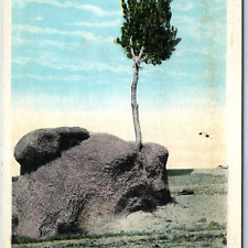 c1910s Laramie, Wyo Tree Rock Lincoln Hwy Rare View Litho Photo Postcard WY A218 picture