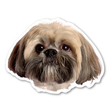 Lhasa Apso Magnet picture