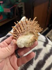 Real Spondylus Princeps Spiny Oyster Shell  picture