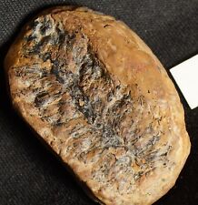 Beautiful Lepidodendron fossil cone in european nodule half Not Mazon Creek picture