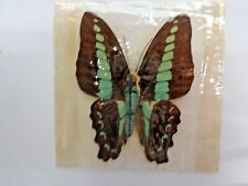 Real Butterflies -  Moths Species - In Cello - Authentic Wings Rendition Body #3 picture