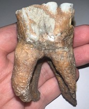 Large Ice Age Fossil COELODONTA Lower Molar Tooth 2.94 Inches picture