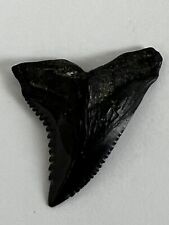 FOSSILIZED HEMIPRISTIS SHARK TOOTH ( 1.29 INCH UPPER ) PEACE RIVER FLORIDA  picture