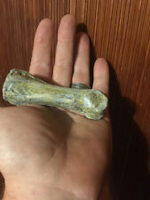 Giant Middle East Human fingerbone, Fossil  picture