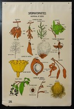 Vintage 1941 Botanical Chart: DISPERSAL OF SEEDS (Spermatophytes) picture