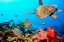 Help Plant Coral & Restore Reefs – Save Ocean Life – (No Item Shipped) picture