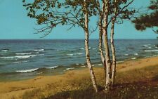 White Birch Clumps Of Native White Birch Posted MN Vintage Chrome Post Card picture