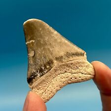 Bone Valley Megalodon Shark Tooth - Bargain Tooth - No Restoration or Repair picture