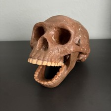 Homo Erectus Peking Man Jeulin Skull Replica Sinanthropus Anthropology Halloween picture