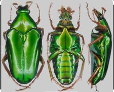 REAL GREEN Chalcothea smaragdina neglecta Beetle Insect Unmounted USA Shipping  picture