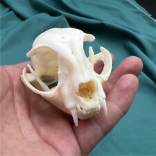1 pcs real animal skull,specimen, collectible picture