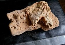 Genuine UK Natural Raised Dinosaur Foot-cast on Natural Plinth 5 inches picture
